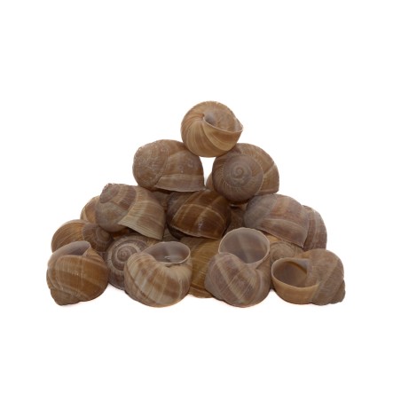 Coquille pour Escargots de Bourgogne (Helix Pomatia) - Sachet pour 8 douzainesdisponible à la Maison Pollet de Toulouse