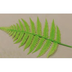 Feuille de Fougères (x10)disponible à la Maison Pollet de Toulouse