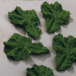 Feuille de Laitue (x12)disponible à la Maison Pollet de Toulouse