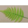 Feuille de Fougères (x10)disponible à la Maison Pollet de Toulouse