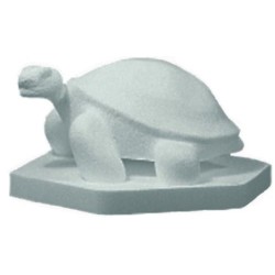 Tortuedisponible à la Maison Pollet de Toulouse